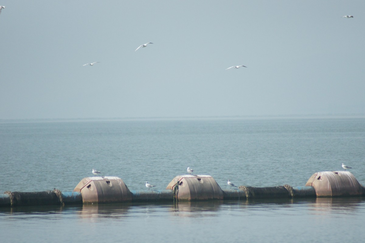 Black-headed Gull - vivy tuan