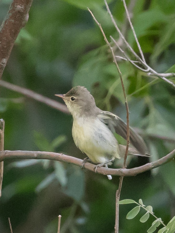 Icterine Warbler - Milan Martic