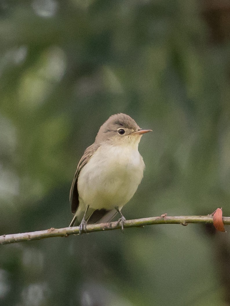 Icterine Warbler - Milan Martic