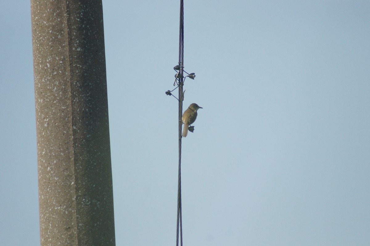 Clamorous Reed Warbler - vivy tuan