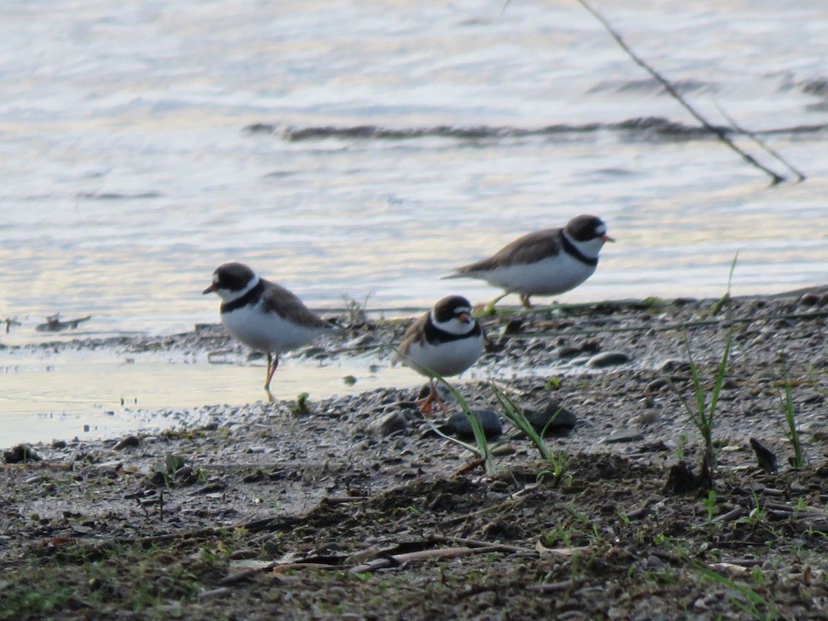 Semipalmated Plover - ML619475487