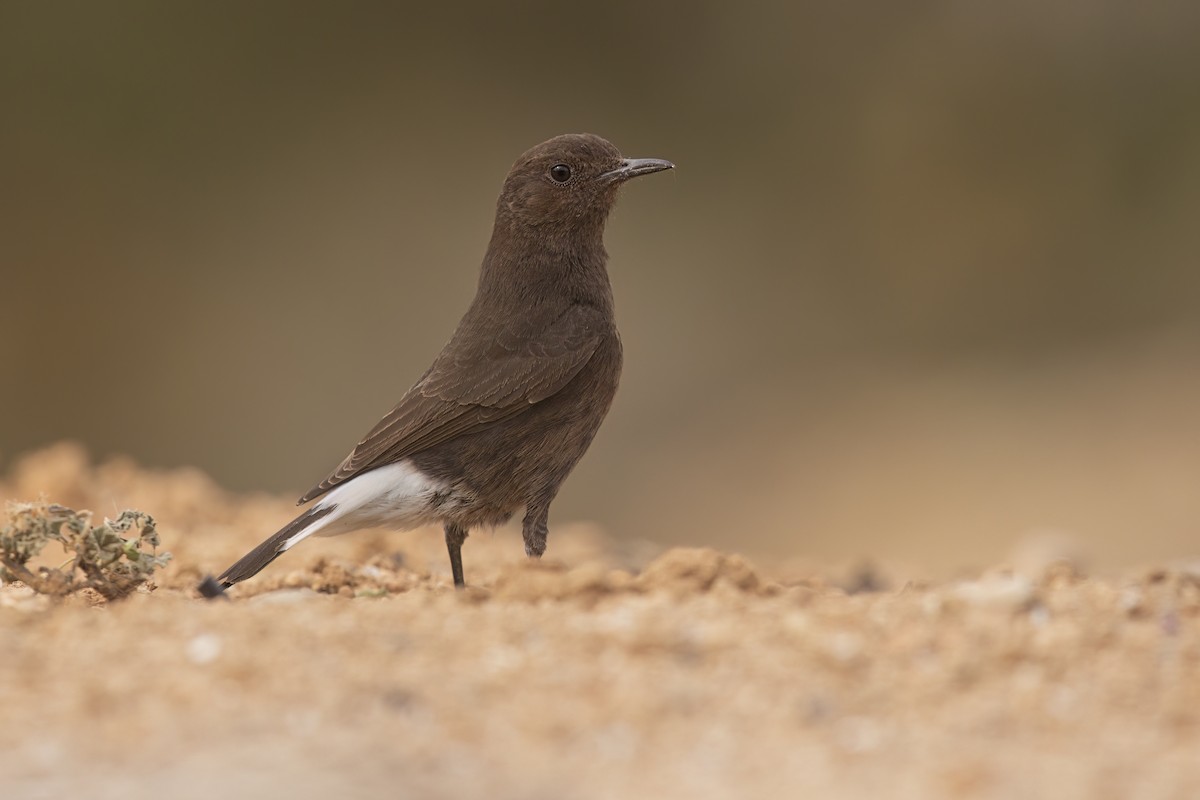 Black Wheatear - Marco Valentini