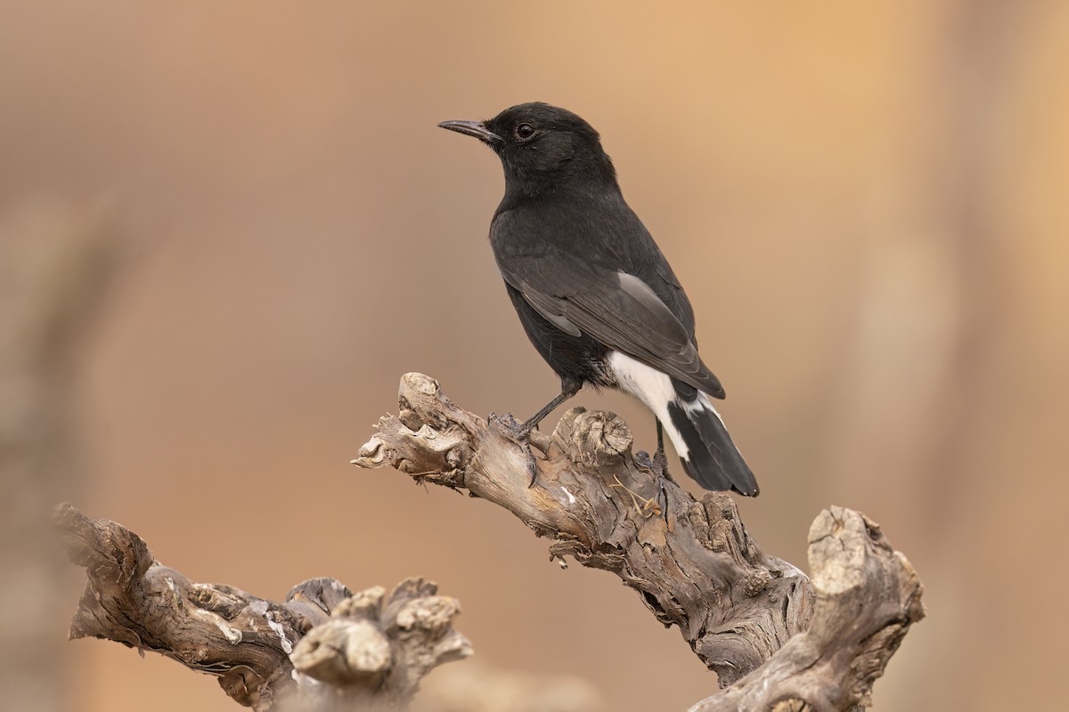 Black Wheatear - Marco Valentini