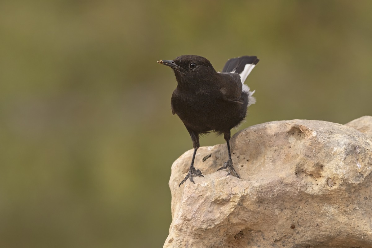 Black Wheatear - Marco Valentini