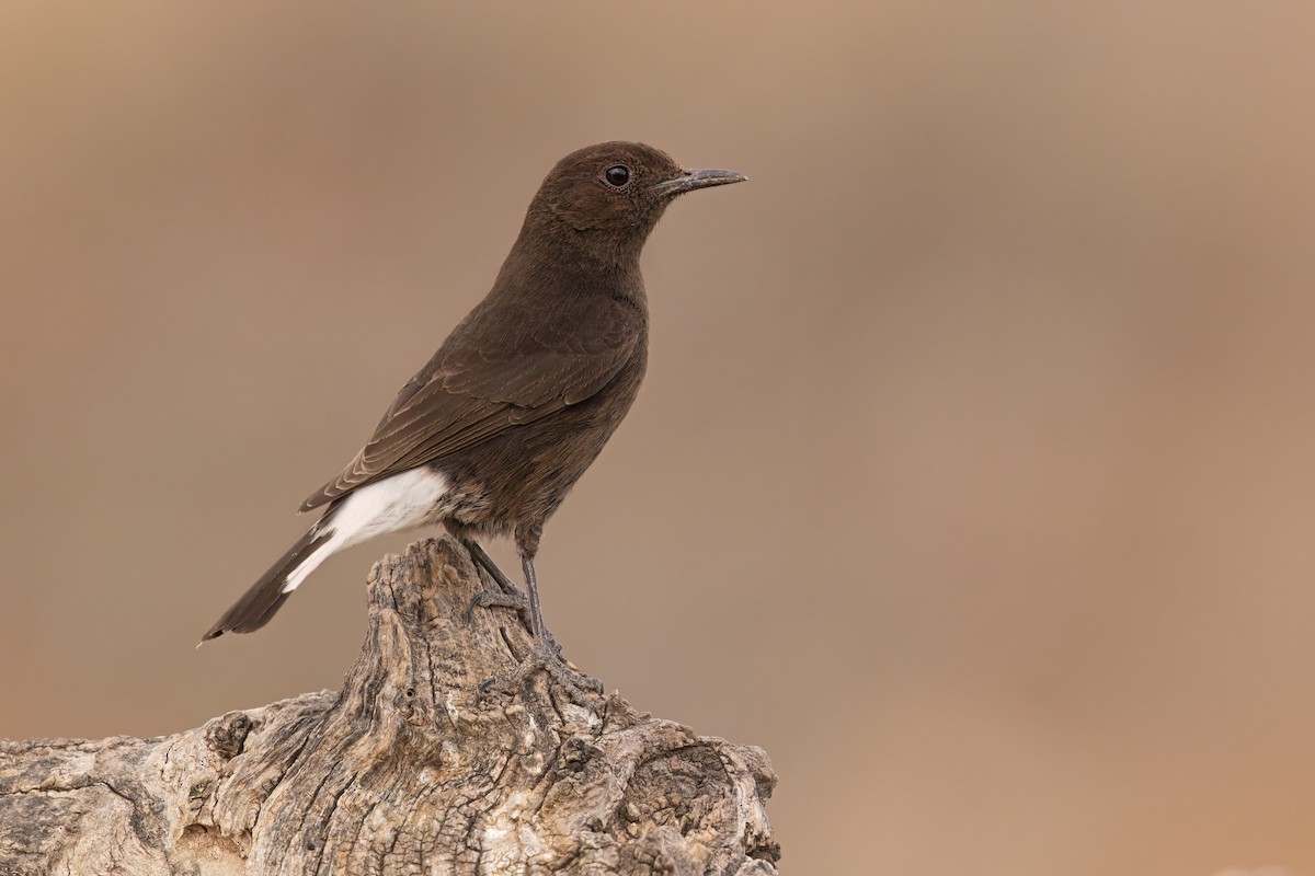 Black Wheatear - Marco Valentini