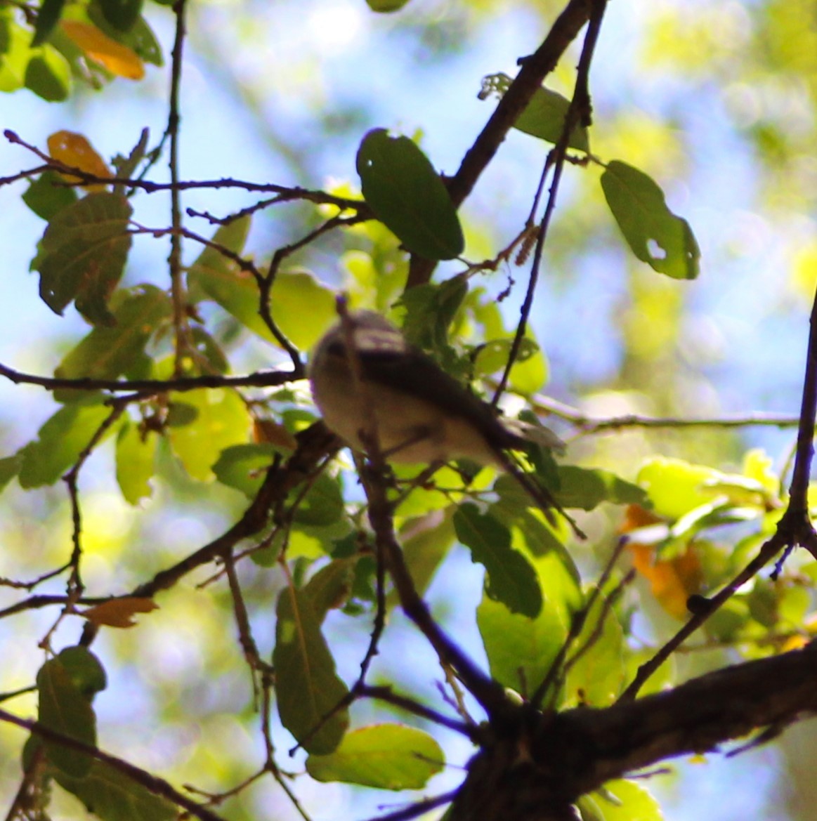 vireo sp. - Marsha Painter