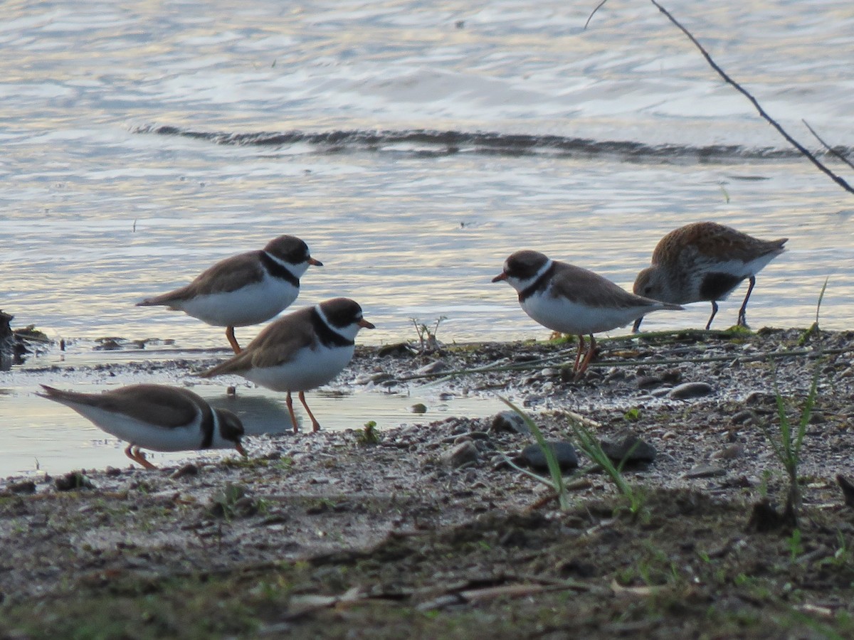 Semipalmated Plover - ML619475496