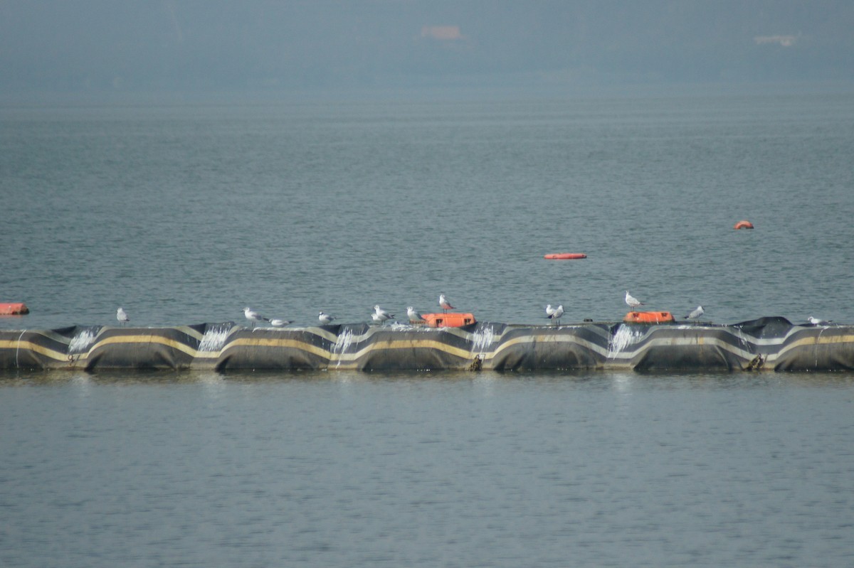 Black-headed Gull - vivy tuan