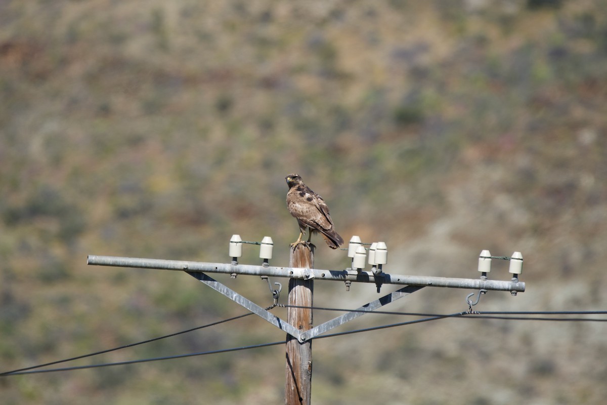 Jackal Buzzard - Nick Leiby