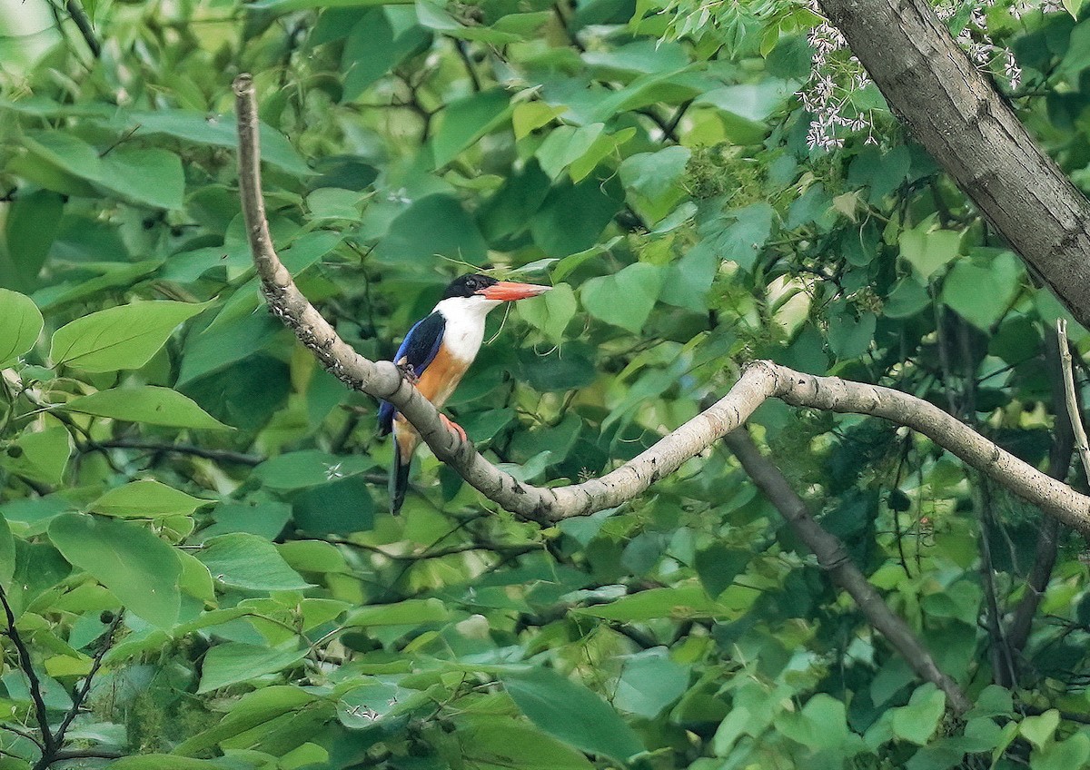 Black-capped Kingfisher - 浙江 重要鸟讯汇整