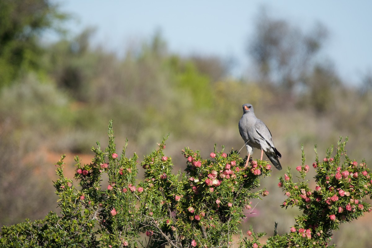 Pale Chanting-Goshawk - Nick Leiby