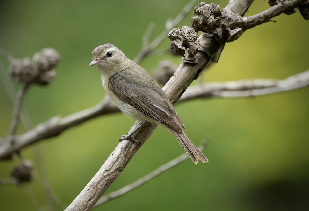 Warbling Vireo - Kent Van Vuren