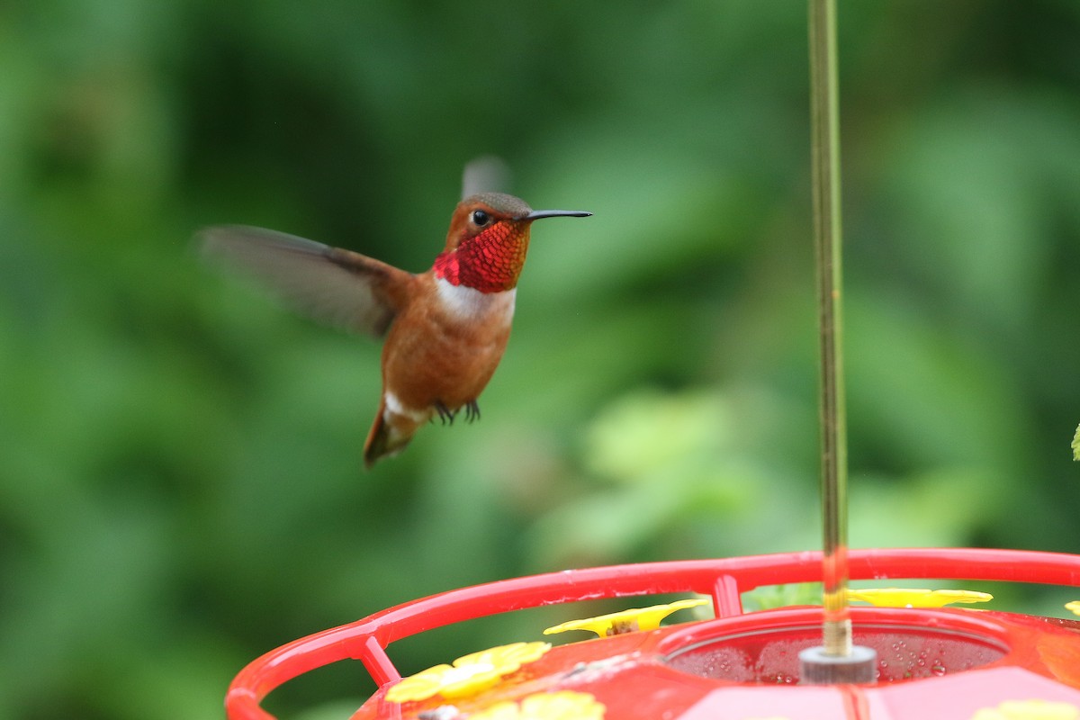 Rufous Hummingbird - Dave Beeke