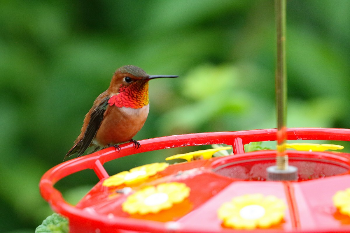 Rufous Hummingbird - Dave Beeke