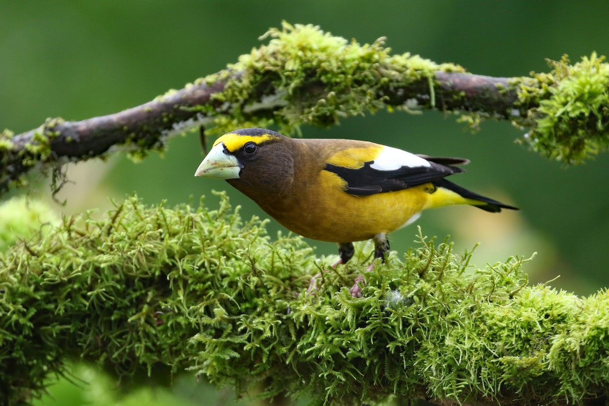 Evening Grosbeak - Dave Beeke