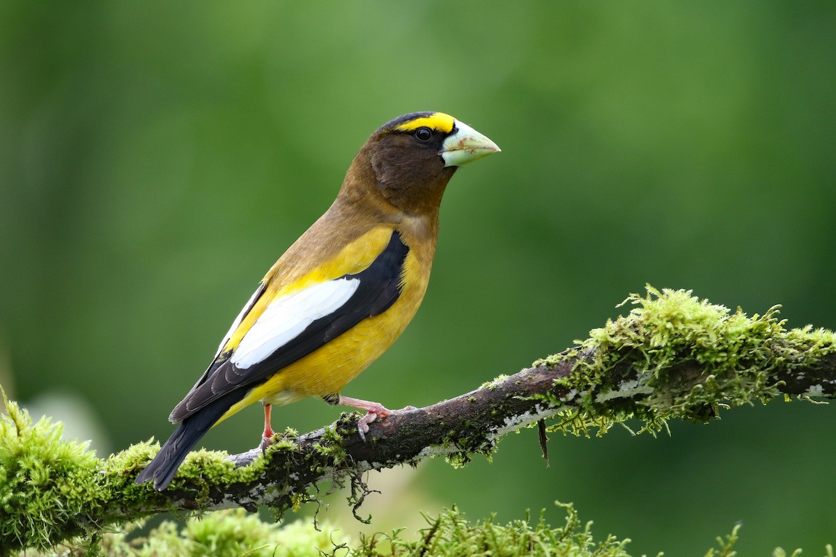 Evening Grosbeak - Dave Beeke