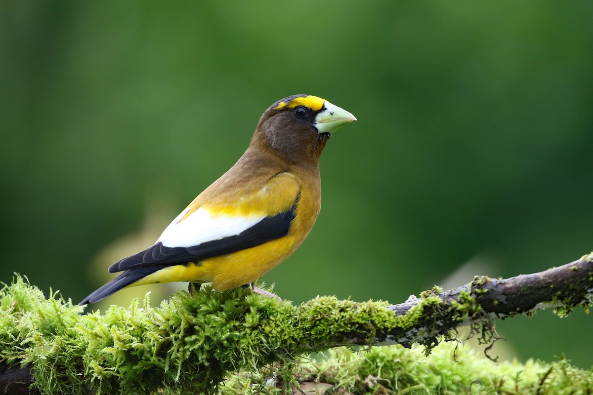 Evening Grosbeak - Dave Beeke