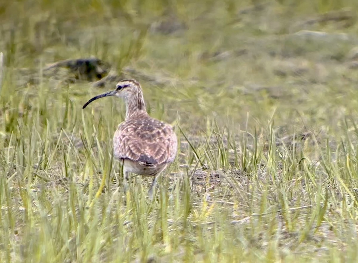 Whimbrel - Detlef Buettner