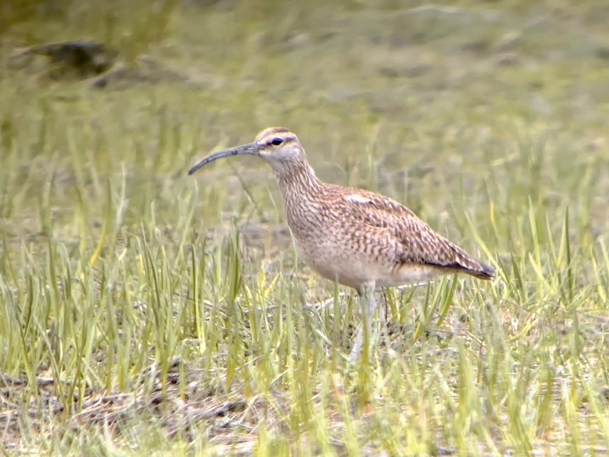 Whimbrel - Detlef Buettner