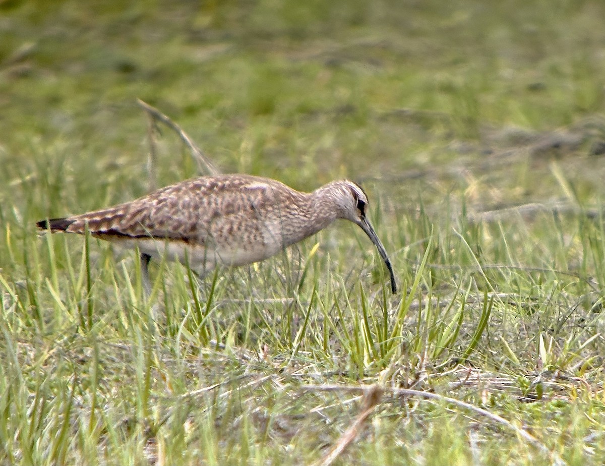 Whimbrel - Detlef Buettner