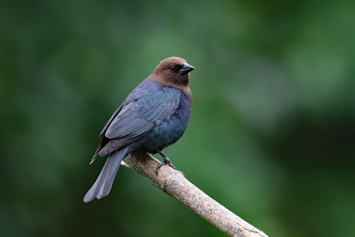 Brown-headed Cowbird - Dave Beeke