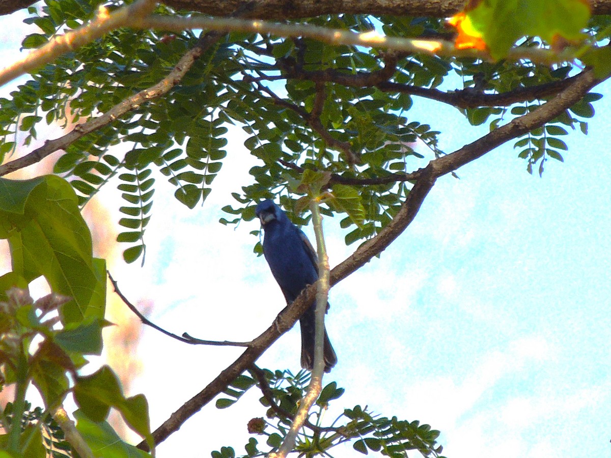 Blue Grosbeak - Roger Lambert