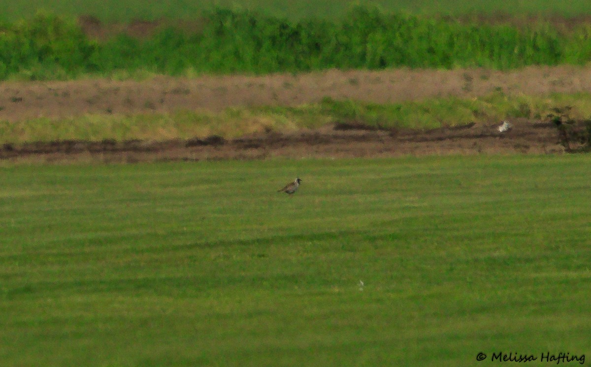 Pacific Golden-Plover - Melissa Hafting