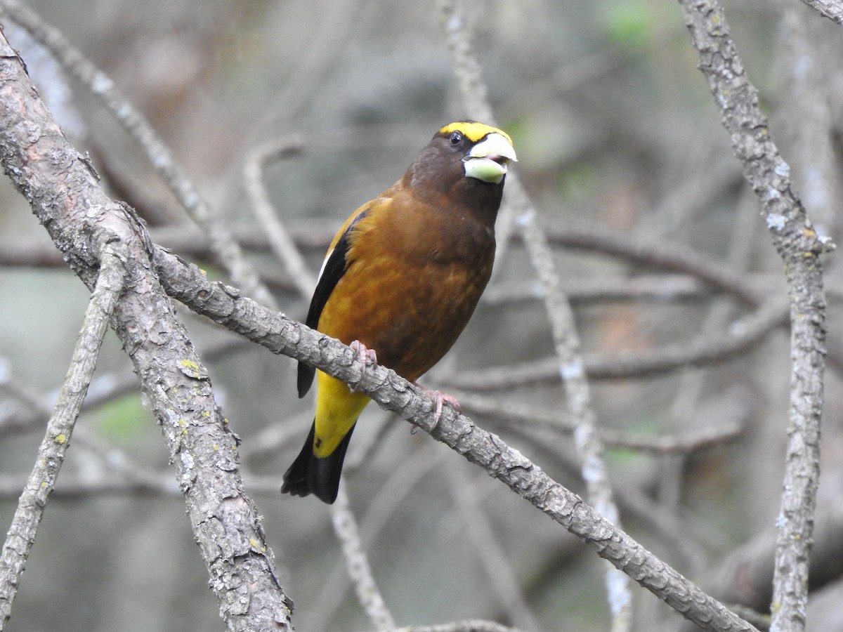 Evening Grosbeak - Jack VanDyk