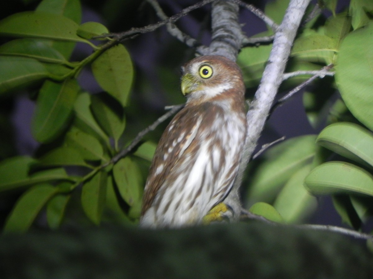 Ferruginous Pygmy-Owl - John Calderón Mateus