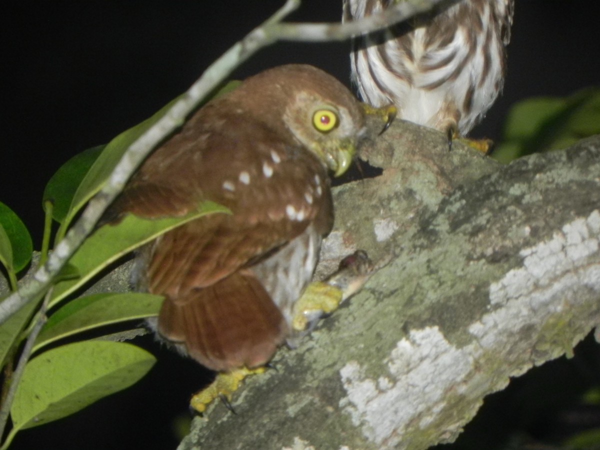 Ferruginous Pygmy-Owl - John Calderón Mateus