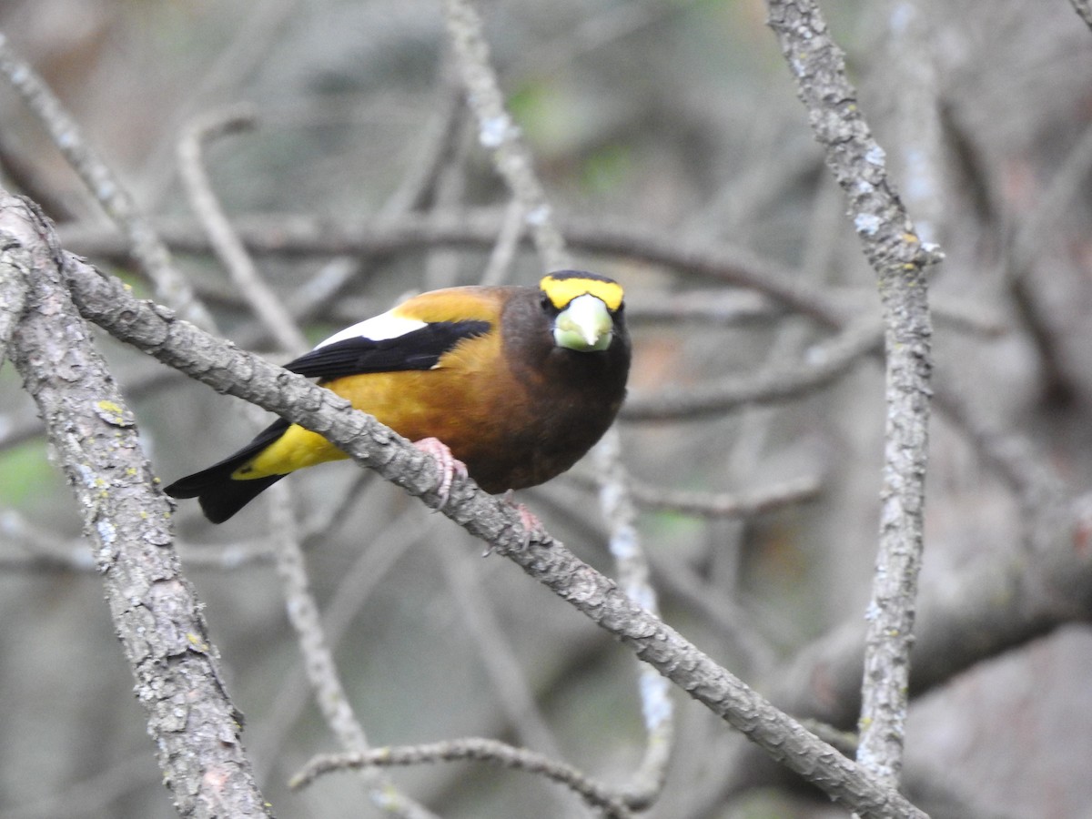 Evening Grosbeak - Jack VanDyk