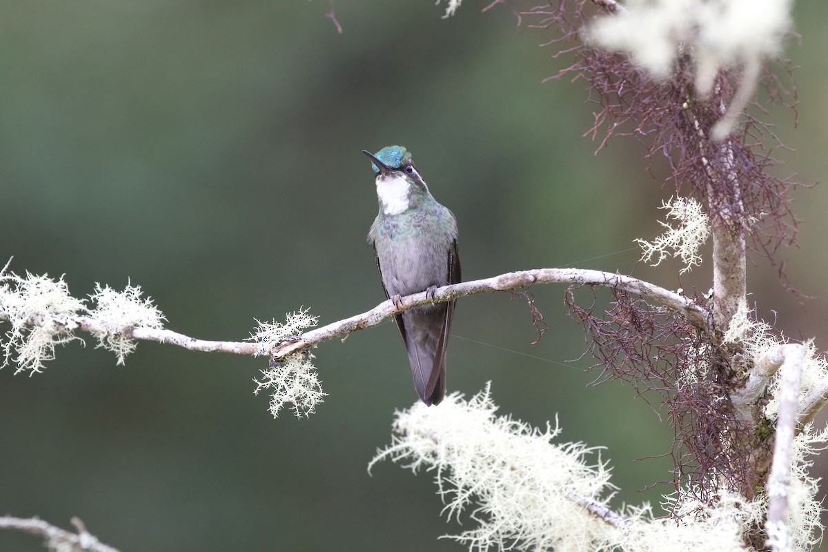 White-throated Mountain-gem - Krista Oswald