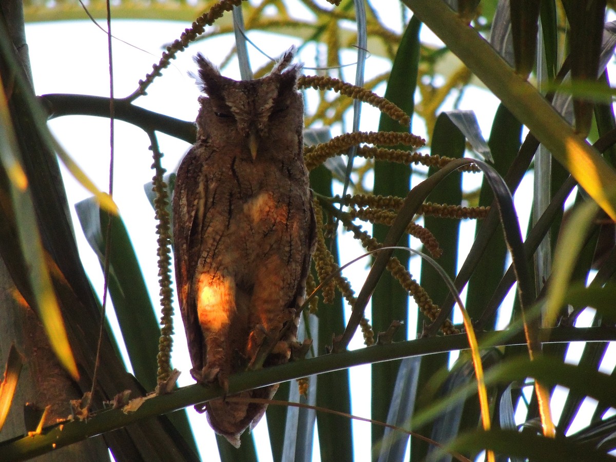 Pacific Screech-Owl - Roger Lambert