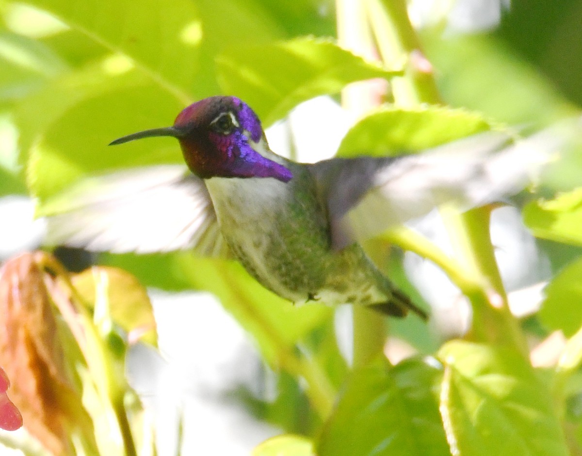 Costa's Hummingbird - ML619475568