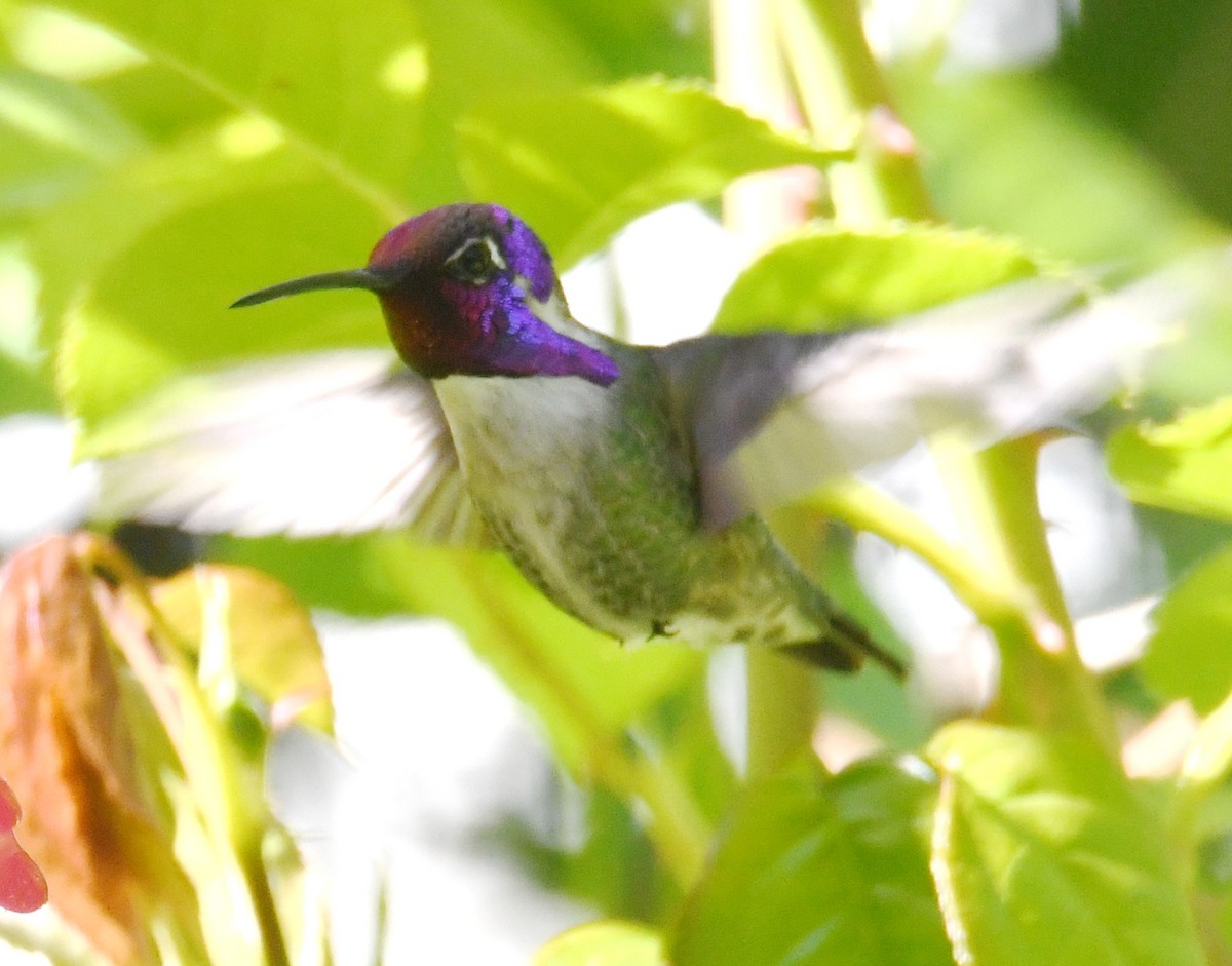 Costa's Hummingbird - John Cooper