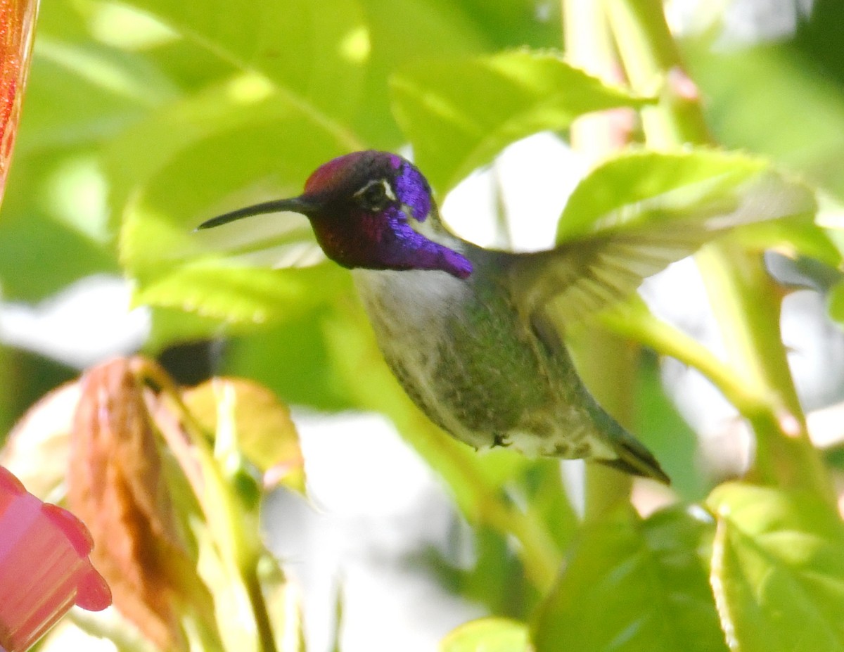 Costa's Hummingbird - John Cooper