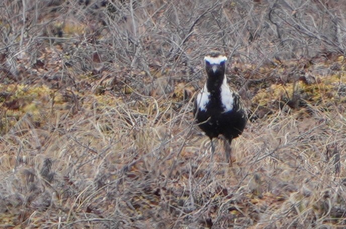 American Golden-Plover - ML619475576