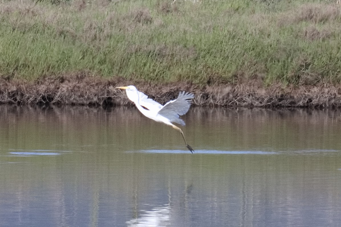 Great Egret - Bruce Kerr