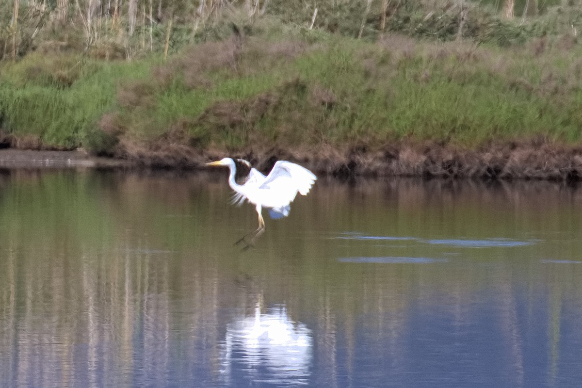 Great Egret - Bruce Kerr