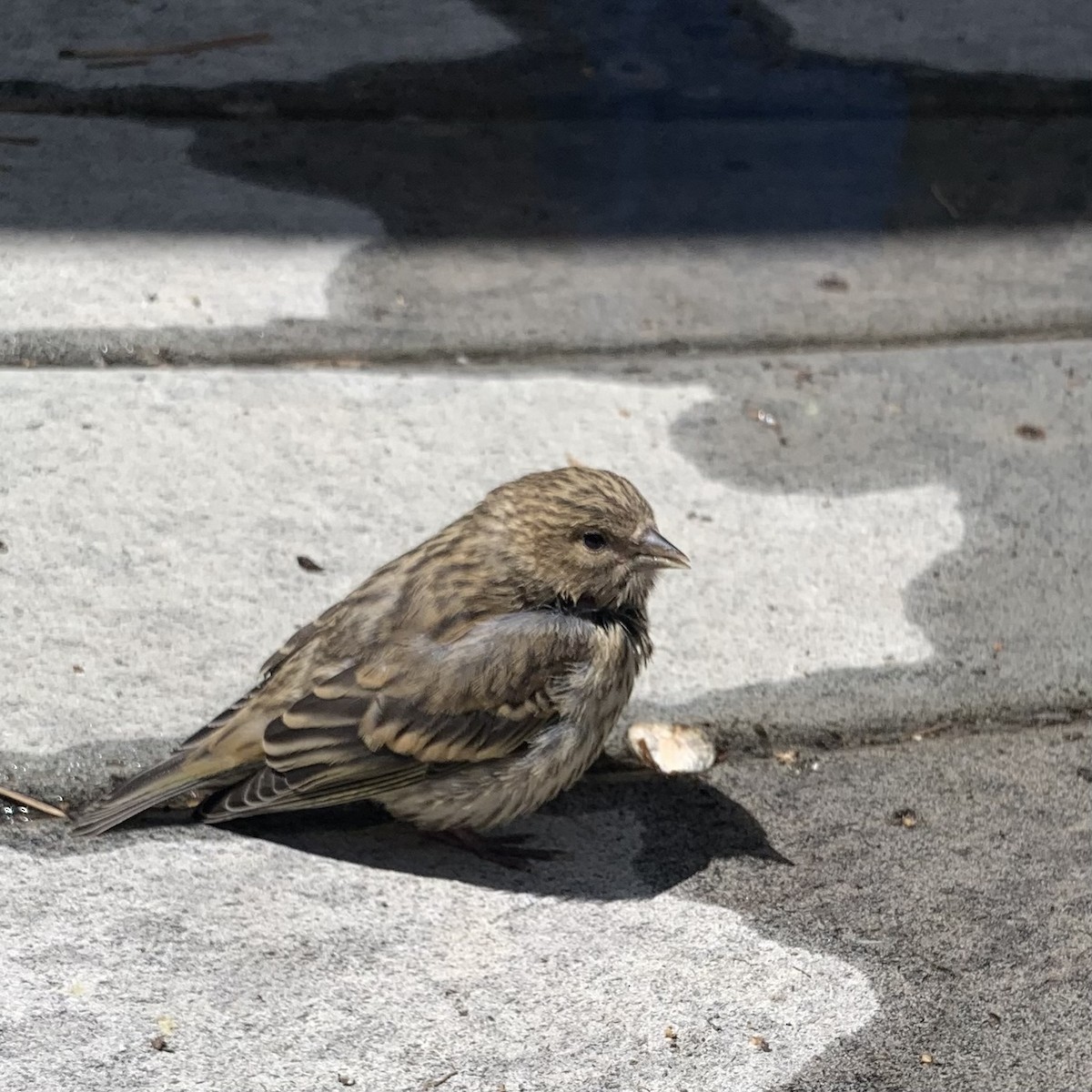 Pine Siskin - Rob Kent de Grey