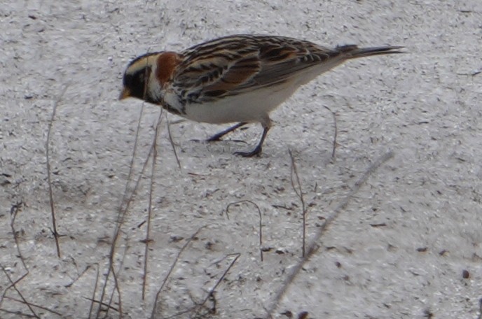 Lapland Longspur - Emily Mackevicius