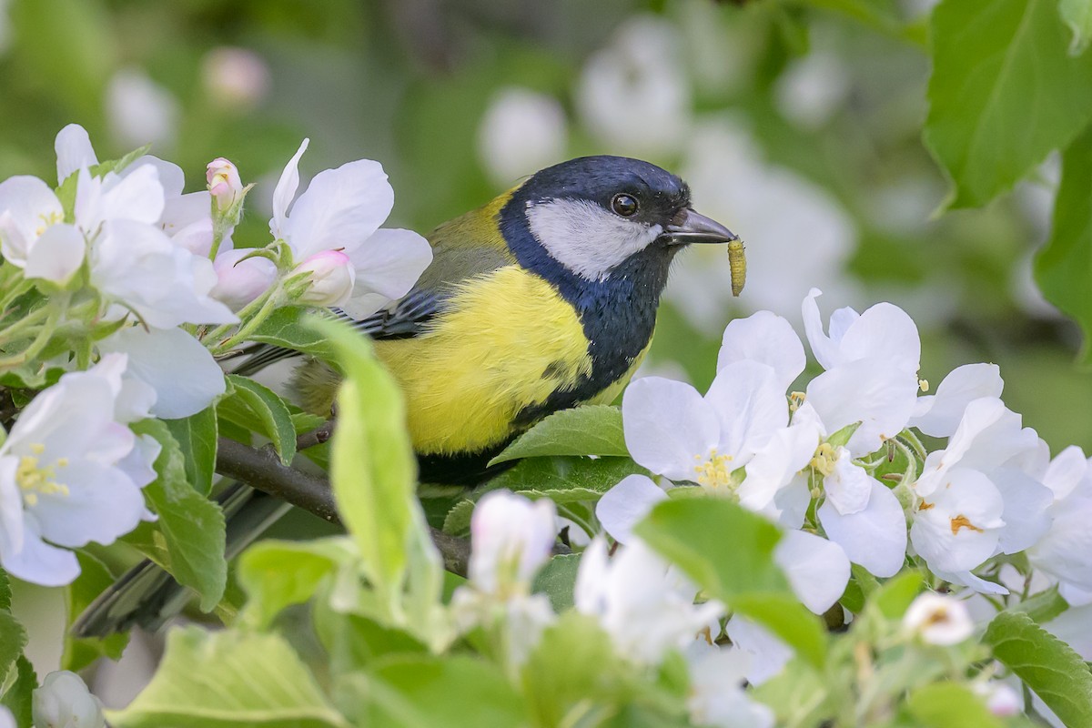 Great Tit - ML619475600