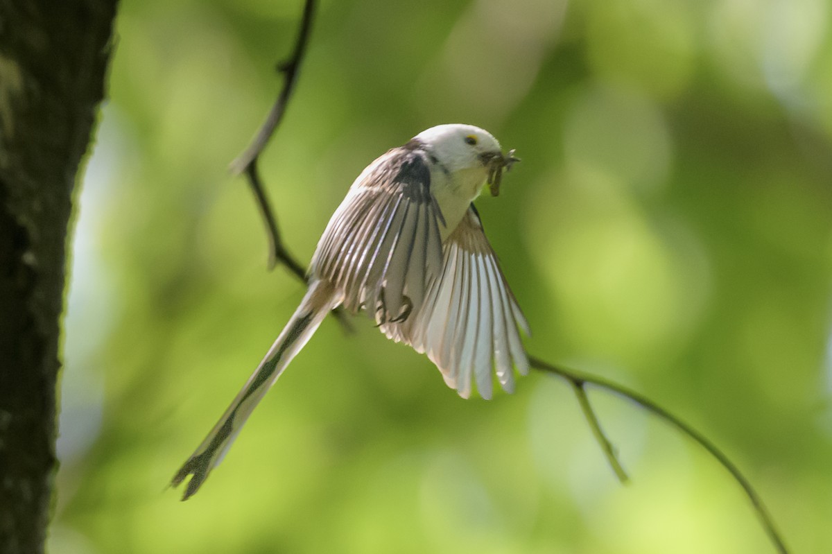 Long-tailed Tit - ML619475602