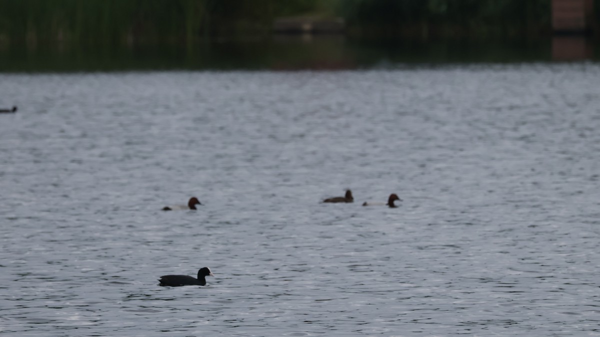 Common Pochard - Gert Meester