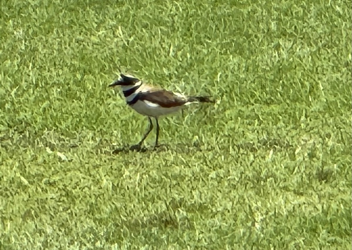 Killdeer - Julie Miller-Cribbs