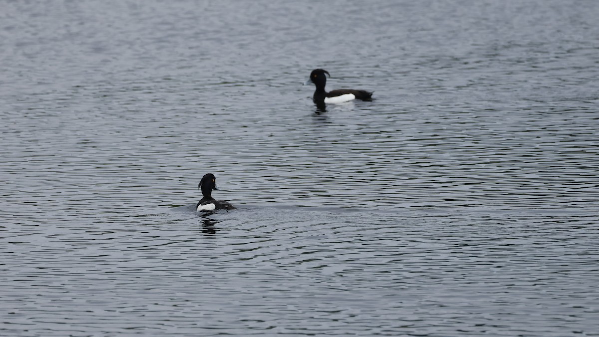 Tufted Duck - Gert Meester