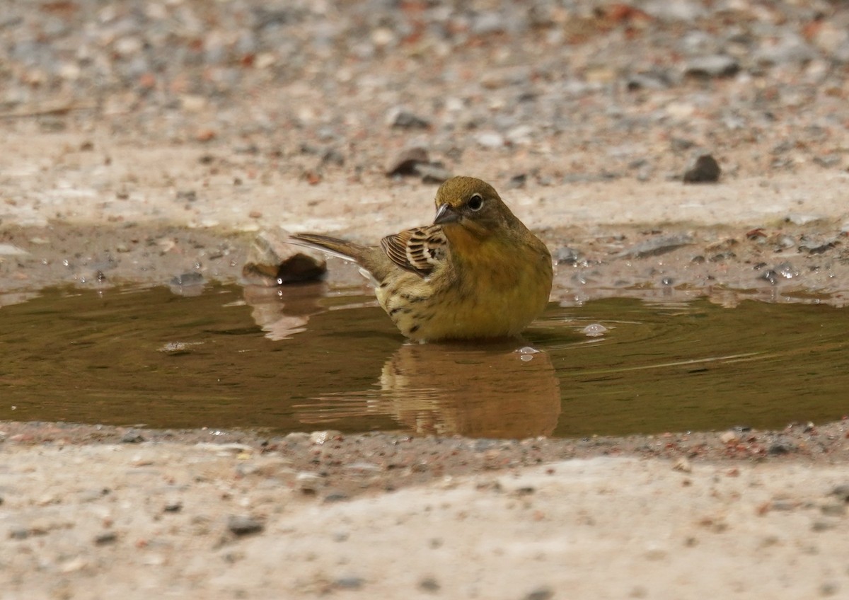 Yellow Bunting - ML619475611