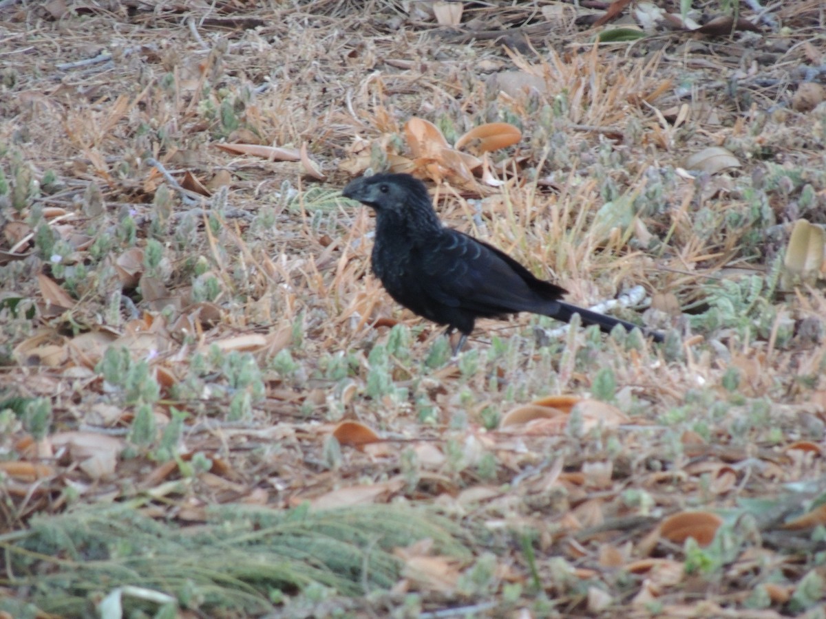 Groove-billed Ani - Roger Lambert