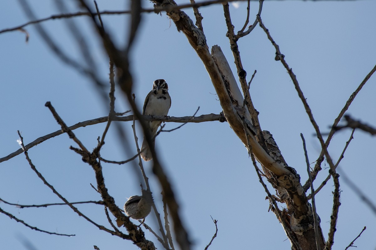 Lark Sparrow - Isaac Boardman