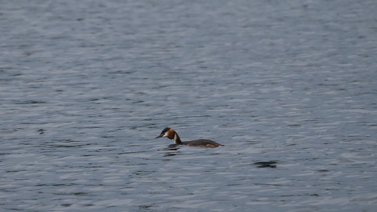 Great Crested Grebe - Gert Meester